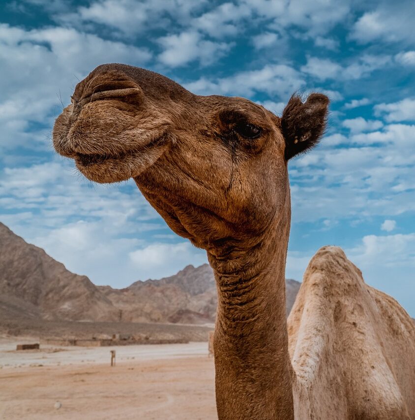 Curious About Camels